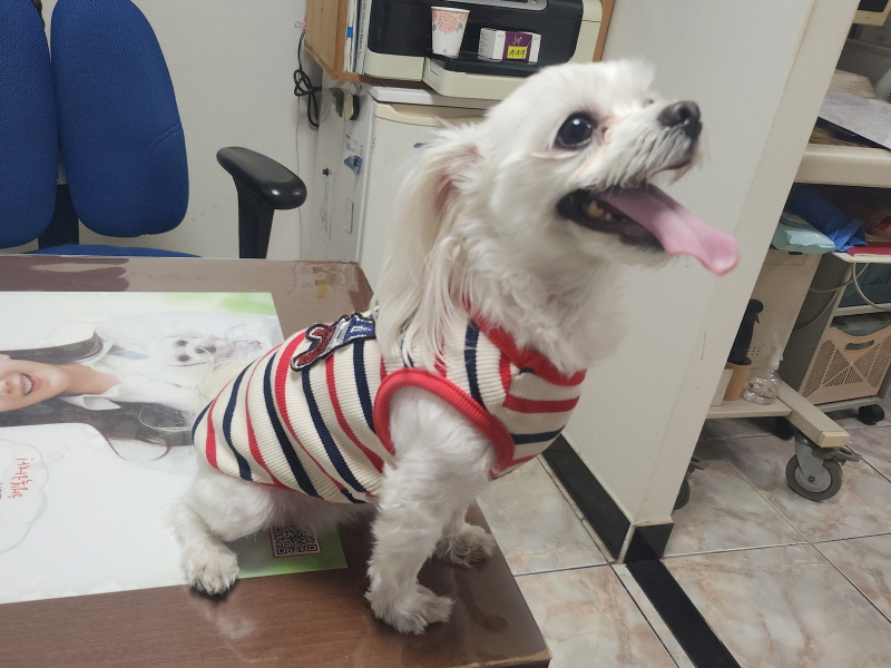 종료(반환) 말티즈…